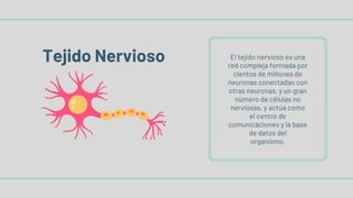 El tejido nervioso es una
red compleja formada por
cientos de millones de
neuronas conectadas con
otras neuronas, y un gran
número de células no
nerviosas, y actúa como
el centro de
comunicaciones y la base
de datos del
organismo.
Tejido Nervioso
 