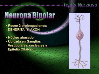 Tejido nervioso dra bravo | PPTX