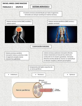 SISTEMA NERVIOSO II
Sistema nervioso central (SNC) encéfalo y
medula espinal
Sistema nervioso periférico (SNP) nervios y
ganglios nerviosos
CLASIFICACIÓN FUNCIONAL
El sistema nervioso está distribuido por todo el organismo
formando una red qué constituye el sistema nervioso.
desde el punto de vista anatómico el sistema nervioso se puede
dividir en dos
Componentes del tejido conjuntivo de
un nervio periférico
Sistema nervioso somático
inervación motora y sensitiva a todo
el organismo excepto viseras
músculo liso y glándulas
sistema nervioso autónomo inervación eferente
motora involuntaria al músculo liso sistema de
conducción en el corazón y grandulas. inervación
aferente sensitiva desde las vísceras se subclasifican
en división simpática y división parasimpática
 Endoneuro  Epineuro
 Perineuro
RAFAEL ANGEL CANO MACEDO
PARALELO: C GRUPO 8
 