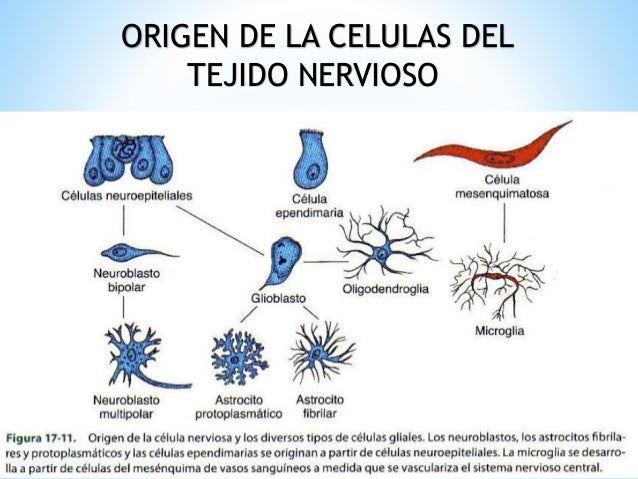 Tejido nervioso, neurona neuroglia y todo lo referente a el.