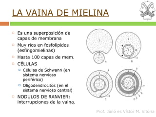 LA VAINA DE MIELINA Es una superposición de capas de membrana Muy rica en fosfolípidos (esfingomielinas) Hasta 100 capas de mem. CÉLULAS Células de Schwann (en sistema nervioso periférico) Oligodendrocitos (en el sistema nervioso central) NODULOS DE RANVIER: interrupciones de la vaina. 