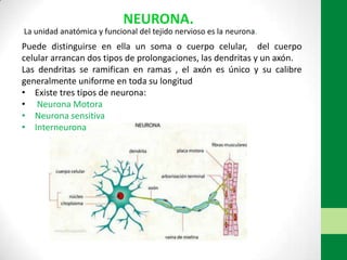 La unidad anatómica y funcional del tejido nervioso es la neurona.
NEURONA.
Puede distinguirse en ella un soma o cuerpo celular, del cuerpo
celular arrancan dos tipos de prolongaciones, las dendritas y un axón.
Las dendritas se ramifican en ramas , el axón es único y su calibre
generalmente uniforme en toda su longitud
• Existe tres tipos de neurona:
• Neurona Motora
• Neurona sensitiva
• Interneurona
 