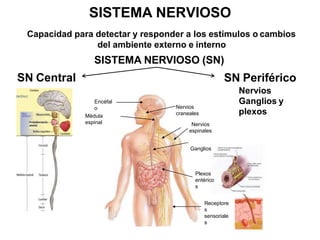 Capacidad para detectar y responder a los estímulos o cambios
del ambiente externo e interno
SISTEMA NERVIOSO (SN)
SN Periférico
Nervios
Ganglios y
plexos
SISTEMA NERVIOSO
SN Central
Receptore
s
sensoriale
s
Encéfal
o
Médula
espinal
Nervios
craneales
Nervios
espinales
Ganglios
Plexos
entérico
s
 