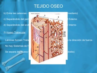 Tejido oseo | PPTX