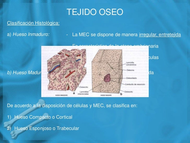 Tejido oseo