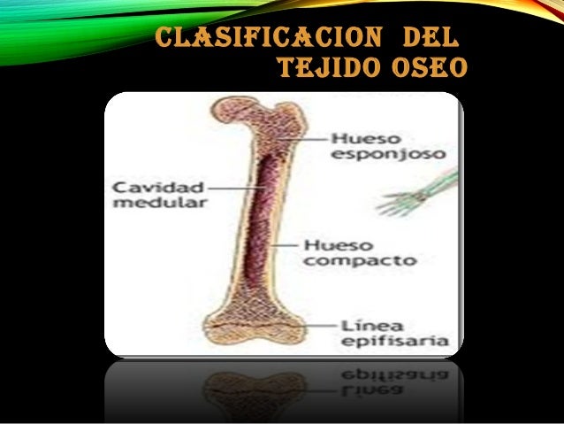 Tejido oseo