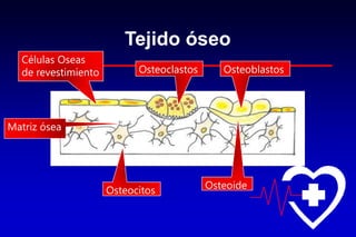 Tejido óseo
Osteocitos
Osteoclastos Osteoblastos
Células Oseas
de revestimiento
Osteoide
Matriz ósea
 