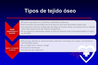 Tipos de tejido óseo
tejido
esponjoso o
areolar
•El hueso esponjoso no contiene verdaderas osteonas.
•Está formado por laminillas de finas placas de hueso llamadas trabéculas
•Los espacios entre las trabéculas de algunos huesos están ocupados por la médula
ósea roja productora de células sanguíneas.
•En los espacios intertrabeculares se sitúa la médula ósea: hematopoyética o roja y
la amarilla.
tejido compacto
o denso
•Estructuras cilíndricas, denominadas osteonas, formadas por capas concéntricas
de laminillas óseas
•Es un tejido duro, denso y frágil
•Conducto de Havers
•Conductos de Volkmann
 