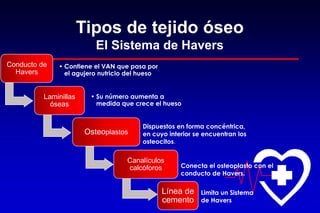 Tipos de tejido óseo
El Sistema de Havers
Conducto de
Havers
• Contiene el VAN que pasa por
el agujero nutricio del hueso
Laminillas
óseas
• Su número aumenta a
medida que crece el hueso
Osteoplastos
Canalículos
calcóforos
Línea de
cemento
Conecta el osteoplasto con el
conducto de Havers.
Dispuestos en forma concéntrica,
en cuyo interior se encuentran los
osteocitos.
Limita un Sistema
de Havers
 