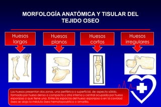 MORFOLOGÍA ANATÓMICA Y TISULAR DEL
TEJIDO OSEO
Huesos
largos
Huesos
planos
Huesos
cortos
Huesos
irregulares
Los huesos presentan dos zonas, una periférica o superficial, de aspecto sólido,
formada por hueso denso o compacto y otra interna y central ocupada por hueso
esponjoso o que tiene una. Entre los espacios del hueso esponjoso o en la cavidad
ósea se aloja la médula ósea hematopoyética o amarilla.
 
