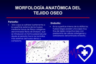 MORFOLOGÍA ANATÓMICA DEL
TEJIDO OSEO
Periostio:
• Esta capa se adhiere fuertemente a
la superficie externa de los huesos
mediante haces de fibras colágenas
denominadas fibras de Sharpey, que
se introducen en forma perpendicular
desde el periostio hacia las laminillas
más externas del hueso denso o
compacto.
Endostio:
• En la superficie interna de la diáfisis los
huesos largos poseen una capa muy
fina de tejido conjuntivo laxo con
predominio de células osteógenas y
osteoblastos denominada endostio.
Endostio
Periostio
 