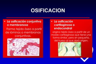 OSIFICACION
• La osificación conjuntiva
o membranosa
Forma tejido óseo a partir
de láminas o membranas
conjuntivas.
• La osificación
cartilaginosa o
endocondral
origina tejido óseo a partir de un
molde cartilaginoso que tiene una
forma similar, pero en pequeño,
del hueso al que dará origen.
 