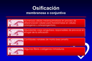 Osificación
membranosa o conjuntiva
Numerosas células mesenquimatosas en proceso de
diferenciación celular para transformarse en células
osteógenas u osteoprogenitora.
Abundantes vasos sanguíneos, responsables de provocar en
el lugar de la osificación
Cantidades variables de matriz ósea amorfa
Algunas fibras colágenas inmaduras
 