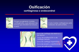 Osificación
cartilaginosa o endocondral
Primero se generan moldes
cartilaginosos, que esbozan las
formas que tendrán los futuros
huesos
Cada molde cartilaginoso está
rodeado de pericondrio
Zona de cartílago de reserva o
de reposo
Zona de proliferación o de
cartílago seriado
Zona de cartílago hipertrófico
Zona de erosión y calcificación
Zona de osificación
 