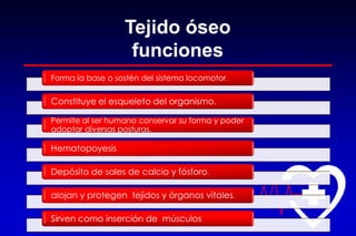 Tejido óseo
funciones
Forma la base o sostén del sistema locomotor.
Constituye el esqueleto del organismo.
Permite al ser humano conservar su forma y poder
adoptar diversas posturas.
Hematopoyesis
Depósito de sales de calcio y fósforo.
alojan y protegen tejidos y órganos vitales.
Sirven como inserción de músculos
 