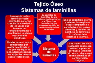 Tejido Óseo
Sistemas de laminillas
Sistema
de
laminillas
Las trabéculas de la
sustancia esponjosa
están compuestas
por hueso laminillar
sin vasos, el que aquí
forma laminillas de
configuración
irregular.
En sus superficie interna
y externa, las regiones
óseas compactas se
caracterizan por poseer
laminillas y reciben los
nombres de laminillas
circunferenciales
externas e internas.
La cantidad de
laminillas de una
osteona oscila entre los
4 y 20 um. Las
laminillas de las
osteonas también se
denominan laminillas
especiales.
La mayoría de las
laminillas están
orientadas en forma
concéntrica alrededor
de los vasos que
transcurren
longitudinalmente y
aquí forman unidades
estructurales
cilíndricas.
Unidas entre si están
compuestas por
matriz calcificada en
las que hay lagunas
lenticulares dispersas
que alojan las células
óseas (osteocitos).
 