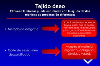 Tejido óseo
El hueso laminillar puede estudiarse con la ayuda de dos
técnicas de preparación diferentes:
• Método de desgaste
• Corte de espécimen
descalcificado
A partir del hueso macerado
limpio, en los que se puede
ver sobre todo la distribución
y la organización del material
inorgánico con calcio
abundante
Muestra el material
orgánico (colágeno,
células y vasos).
 