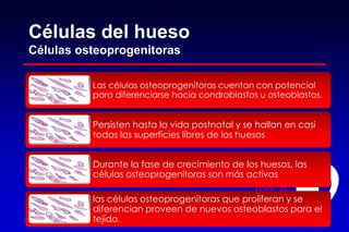 Células del hueso
Células osteoprogenitoras
Las células osteoprogenitoras cuentan con potencial
para diferenciarse hacia condroblastos u osteoblastos.
Persisten hasta la vida postnatal y se hallan en casi
todas las superficies libres de los huesos
Durante la fase de crecimiento de los huesos, las
células osteoprogenitoras son más activas
las células osteoprogenitoras que proliferan y se
diferencian proveen de nuevos osteoblastos para el
tejido.
 