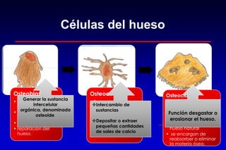 Células del hueso
Osteoblastos
• Son células
osteoformadoras
• se encargan del
mantenimiento,
• crecimiento
• reparación del
hueso.
Osteocitos
• Son osteoblastos
maduros.
• Osteocitos latentes,
• Osteocitos
formativos
• Osteocitos resortivos
Osteoclasto
• célula multinucleada
que degrada y
reabsorbe huesos
• está implicado en la
remodelación de
hueso natural
• se encargan de
reabsorber o eliminar
la materia ósea.
Estados funcionales
Generar la sustancia
intercelular
orgánica, denominada
osteoide.
Intercambio de
sustancias
Depositar o extraer
pequeñas cantidades
de sales de calcio
Función desgastar o
erosionar el hueso.
 