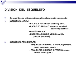 DIVISION DEL ESQUELETO 
 De acuerdo a su ubicación topográfica el esqueleto comprende: 
1. ESQUELETO AXIAL: 
- ESQUELETO CABEZA (cráneo y cara). 
- ESQUELET TRONCO (columna vertebral, 
esternon y costillas. 
- HUESO HIODES. 
- HUESECILLOS OIDO MEDIO (martillo, 
yunque y estribo ). 
2. ESQUELETO APENDICULAR: 
- ESQUELETO MIEMBRO SUPERIOR (hombro 
brazo, antebrazo y mano ). 
- ESQUELETO MIEMBRO INFERIOR (cadera, 
muslo, pierna y pie ). 
 