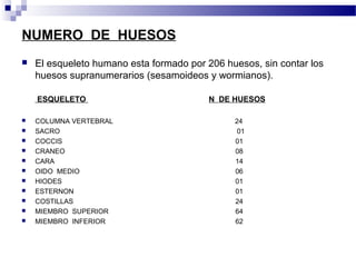 NUMERO DE HUESOS 
 El esqueleto humano esta formado por 206 huesos, sin contar los 
huesos supranumerarios (sesamoideos y wormianos). 
ESQUELETO N DE HUESOS 
 COLUMNA VERTEBRAL 24 
 SACRO 01 
 COCCIS 01 
 CRANEO 08 
 CARA 14 
 OIDO MEDIO 06 
 HIODES 01 
 ESTERNON 01 
 COSTILLAS 24 
 MIEMBRO SUPERIOR 64 
 MIEMBRO INFERIOR 62 
 