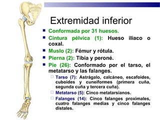 Extremidad inferior 
 Conformada por 31 huesos. 
 Cintura pélvica (1): Hueso iliaco o 
coxal. 
 Muslo (2): Fémur y rótula. 
 Pierna (2): Tibia y peroné. 
 Pie (26): Conformado por el tarso, el 
metatarso y las falanges. 
 Tarso (7): Astrágalo, calcáneo, escafoides, 
cuboides y cuneiformes (primera cuña, 
segunda cuña y tercera cuña). 
 Metatarso (5): Cinco metatarsianos. 
 Falanges (14): Cinco falanges proximales, 
cuatro falanges medias y cinco falanges 
distales. 
 