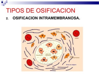 TIPOS DE OSIFICACION 
2. OSIFICACION INTRAMEMBRANOSA. 
 
