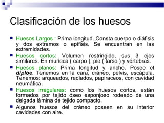 Clasificación de los huesos 
 Huesos Largos : Prima longitud. Consta cuerpo o diáfisis 
y dos extremos o epífisis. Se encuentran en las 
extremidades. 
 Huesos cortos: Volumen restringido, sus 3 ejes 
similares. En muñeca ( carpo ), pie ( tarso ) y vértebras. 
 Huesos planos: Prima longitud y ancho. Posee el 
diplóe. Tenemos en la cara, cráneo, pelvis, escápula. 
Tenemos: arqueados, radiados, papiraceos, con cavidad 
neumática. 
 Huesos irregulares: como los huesos cortos, están 
formados por tejido óseo esponjoso rodeado de una 
delgada lámina de tejido compacto. 
 Algunos huesos del cráneo poseen en su interior 
cavidades con aire. 
 