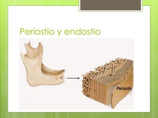 Tejido oseo. | PDF