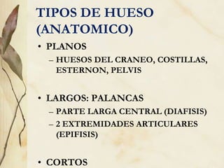 TIPOS DE HUESO
(ANATOMICO)
• PLANOS
– HUESOS DEL CRANEO, COSTILLAS,
ESTERNON, PELVIS
• LARGOS: PALANCAS
– PARTE LARGA CENTRAL (DIAFISIS)
– 2 EXTREMIDADES ARTICULARES
(EPIFISIS)
• CORTOS
 