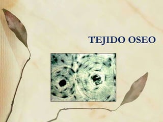 TEJIDO OSEO
 