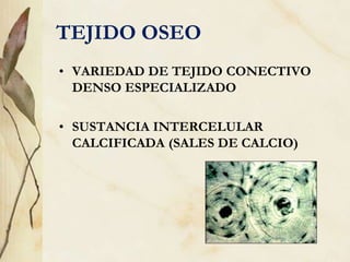 TEJIDO OSEO
• VARIEDAD DE TEJIDO CONECTIVO
DENSO ESPECIALIZADO
• SUSTANCIA INTERCELULAR
CALCIFICADA (SALES DE CALCIO)
 