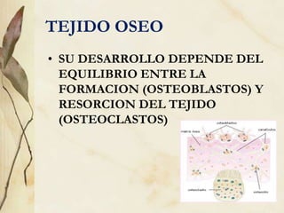 TEJIDO OSEO
• SU DESARROLLO DEPENDE DEL
EQUILIBRIO ENTRE LA
FORMACION (OSTEOBLASTOS) Y
RESORCION DEL TEJIDO
(OSTEOCLASTOS)
 