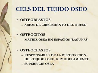 CELS DEL TEJIDO OSEO
• OSTEOBLASTOS
– AREAS DE CRECIMIENTO DEL HUESO
• OSTEOCITOS
– MATRIZ OSEA EN ESPACIOS (LAGUNAS)
• OSTEOCLASTOS
– RESPONSABLES DE LA DESTRUCCION
DEL TEJIDO OSEO, REMODELAMIENTO
– SUPERFICIE OSEA
 