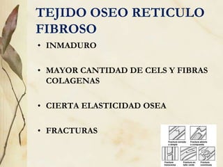 TEJIDO OSEO RETICULO
FIBROSO
• INMADURO
• MAYOR CANTIDAD DE CELS Y FIBRAS
COLAGENAS
• CIERTA ELASTICIDAD OSEA
• FRACTURAS
 