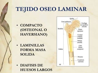TEJIDO OSEO LAMINAR
• COMPACTO
(OSTEONAL O
HAVERSIANO)
• LAMINILLAS
FORMA MASA
SOLIDA
• DIAFISIS DE
HUESOS LARGOS
 