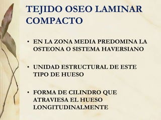 TEJIDO OSEO LAMINAR
COMPACTO
• EN LA ZONA MEDIA PREDOMINA LA
OSTEONA O SISTEMA HAVERSIANO
• UNIDAD ESTRUCTURAL DE ESTE
TIPO DE HUESO
• FORMA DE CILINDRO QUE
ATRAVIESA EL HUESO
LONGITUDINALMENTE
 