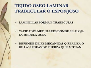 TEJIDO OSEO LAMINAR
TRABECULAR O ESPONJOSO
• LAMINILLAS FORMAN TRABECULAS
• CAVIDADES MEDULARES DONDE SE ALOJA
LA MEDULA OSEA
• DEPENDE DE FX MECANICAS Q REALIZA O
DE LAS LINEAS DE FUERZA QUE ACTUAN
 