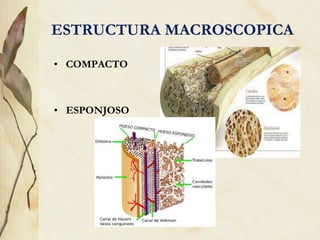 ESTRUCTURA MACROSCOPICA
• COMPACTO
• ESPONJOSO
 