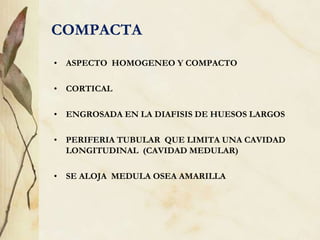 COMPACTA
• ASPECTO HOMOGENEO Y COMPACTO
• CORTICAL
• ENGROSADA EN LA DIAFISIS DE HUESOS LARGOS
• PERIFERIA TUBULAR QUE LIMITA UNA CAVIDAD
LONGITUDINAL (CAVIDAD MEDULAR)
• SE ALOJA MEDULA OSEA AMARILLA
 