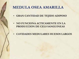MEDULA OSEA AMARILLA
• GRAN CANTIDAD DE TEJIDO ADIPOSO
• NO FUNCIONA ACTICAMENTE EN LA
PRODUCCION DE CELS SANGUINEAS
• CAVIDADES MEDULARES HUESOS LARGOS
 