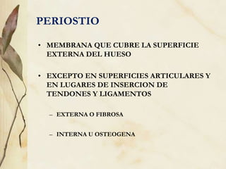 PERIOSTIO
• MEMBRANA QUE CUBRE LA SUPERFICIE
EXTERNA DEL HUESO
• EXCEPTO EN SUPERFICIES ARTICULARES Y
EN LUGARES DE INSERCION DE
TENDONES Y LIGAMENTOS
– EXTERNA O FIBROSA
– INTERNA U OSTEOGENA
 