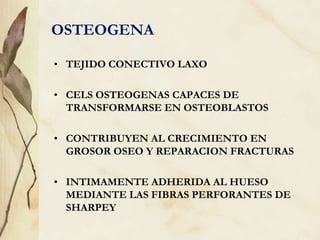 OSTEOGENA
• TEJIDO CONECTIVO LAXO
• CELS OSTEOGENAS CAPACES DE
TRANSFORMARSE EN OSTEOBLASTOS
• CONTRIBUYEN AL CRECIMIENTO EN
GROSOR OSEO Y REPARACION FRACTURAS
• INTIMAMENTE ADHERIDA AL HUESO
MEDIANTE LAS FIBRAS PERFORANTES DE
SHARPEY
 