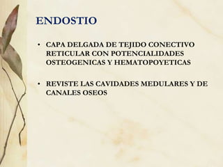 ENDOSTIO
• CAPA DELGADA DE TEJIDO CONECTIVO
RETICULAR CON POTENCIALIDADES
OSTEOGENICAS Y HEMATOPOYETICAS
• REVISTE LAS CAVIDADES MEDULARES Y DE
CANALES OSEOS
 