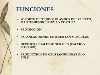 FUNCIONES
• SOPORTE DE TEJIDOS BLANDOS DEL CUERPO,
MANTENIENDO FORMA Y POSTURA
• PROTECCION
• PALANCAS DONDE SE INSERTAN MUSCULOS
• DEPOSITO E SALES MINERALES (CALCIO Y
FOSFORO)
• PRODUCCION DE CELS SANGUINEAS (M.O
ROJA)
 