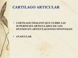 CARTILAGO ARTICULAR
• CARTILAGO HIALINO QUE CUBRE LAS
SUPERFICIES ARTICULARES DE LOS
HUESOS EN ARTICULACIONES SINOVIALES
• AVASCULAR
 