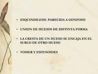 • ESQUINDILESIS. PARECIDA A GONFOSIS
• UNION DE HUESOS DE DISTINTA FORMA
• LA CRESTA DE UN HUESO SE ENCAJA EN EL
SURCO DE OTRO HUESO
• VOMER Y ESFENOIDES
 