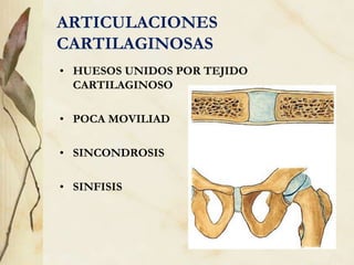 ARTICULACIONES
CARTILAGINOSAS
• HUESOS UNIDOS POR TEJIDO
CARTILAGINOSO
• POCA MOVILIAD
• SINCONDROSIS
• SINFISIS
 