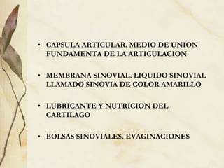 • CAPSULA ARTICULAR. MEDIO DE UNION
FUNDAMENTA DE LA ARTICULACION
• MEMBRANA SINOVIAL. LIQUIDO SINOVIAL
LLAMADO SINOVIA DE COLOR AMARILLO
• LUBRICANTE Y NUTRICION DEL
CARTILAGO
• BOLSAS SINOVIALES. EVAGINACIONES
 
