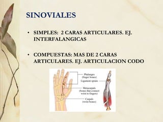 SINOVIALES
• SIMPLES: 2 CARAS ARTICULARES. EJ.
INTERFALANGICAS
• COMPUESTAS: MAS DE 2 CARAS
ARTICULARES. EJ. ARTICULACION CODO
 